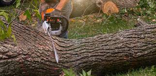 Professional Tree Care  in Southwood Acres, CT